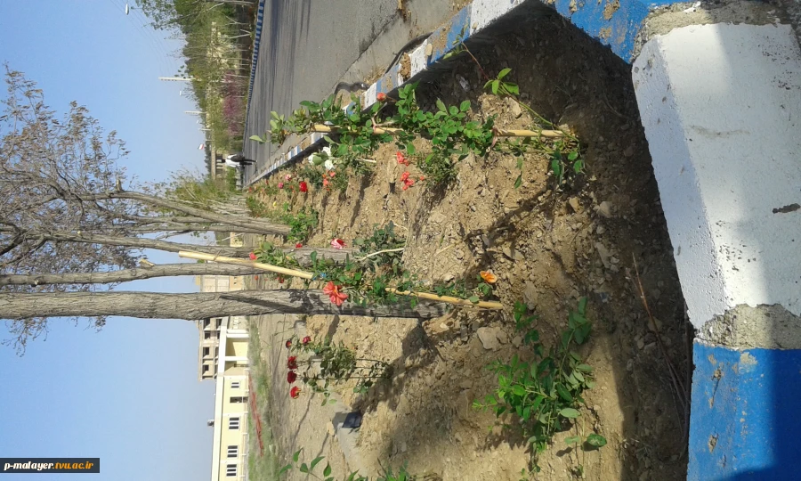زیبا سازی محوطه دانشگاه با گلهای محمدی 2