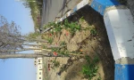 زیبا سازی محوطه دانشگاه با گلهای محمدی 3