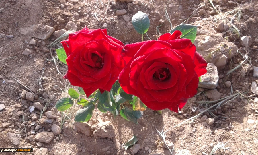 زیبا سازی محوطه دانشگاه با گلهای محمدی 4