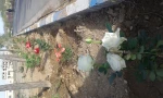 زیبا سازی محوطه دانشگاه با گلهای محمدی 6