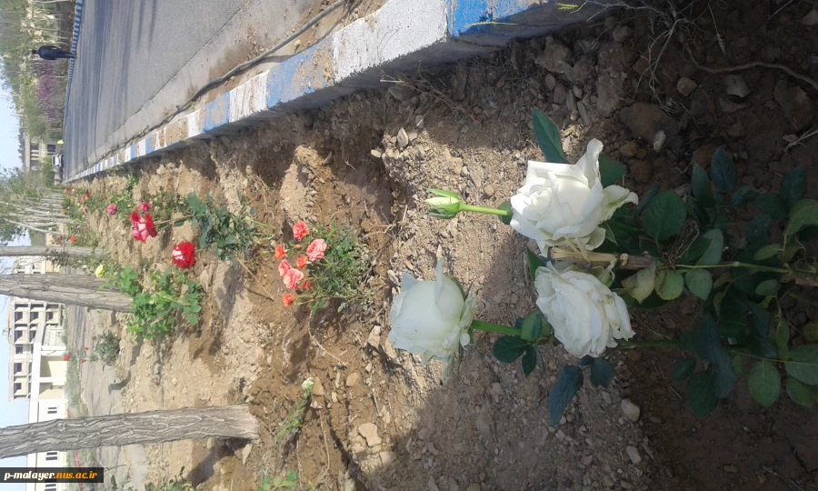 زیبا سازی محوطه دانشگاه با گلهای محمدی 6