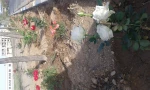 زیبا سازی محوطه دانشگاه با گلهای محمدی 7