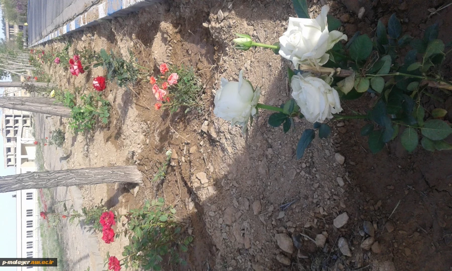 زیبا سازی محوطه دانشگاه با گلهای محمدی 7