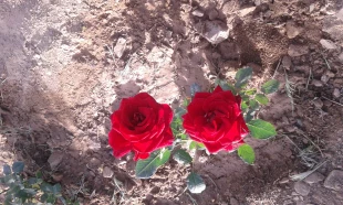 زیبا سازی محوطه دانشگاه با گلهای محمدی 8