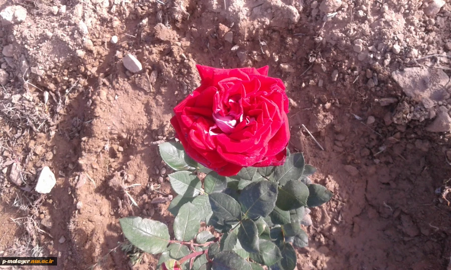 زیبا سازی محوطه دانشگاه با گلهای محمدی 9