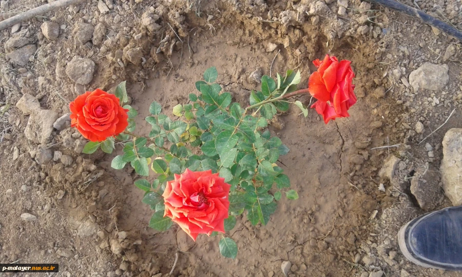 زیبا سازی محوطه دانشگاه با گلهای محمدی 11