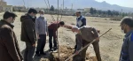 کاشت نهال درخت با حضور همکاران 2