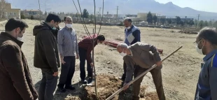 کاشت نهال درخت با حضور همکاران 2